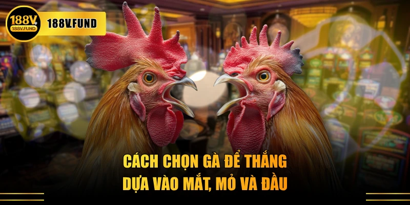 Cách chọn gà để thắng dựa vào mắt, mỏ và đầu
