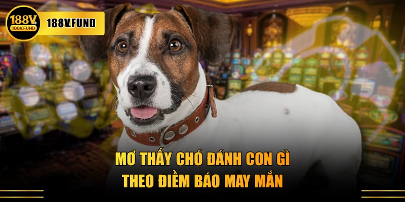 Mơ thấy chó đánh con gì theo điềm báo may mắn